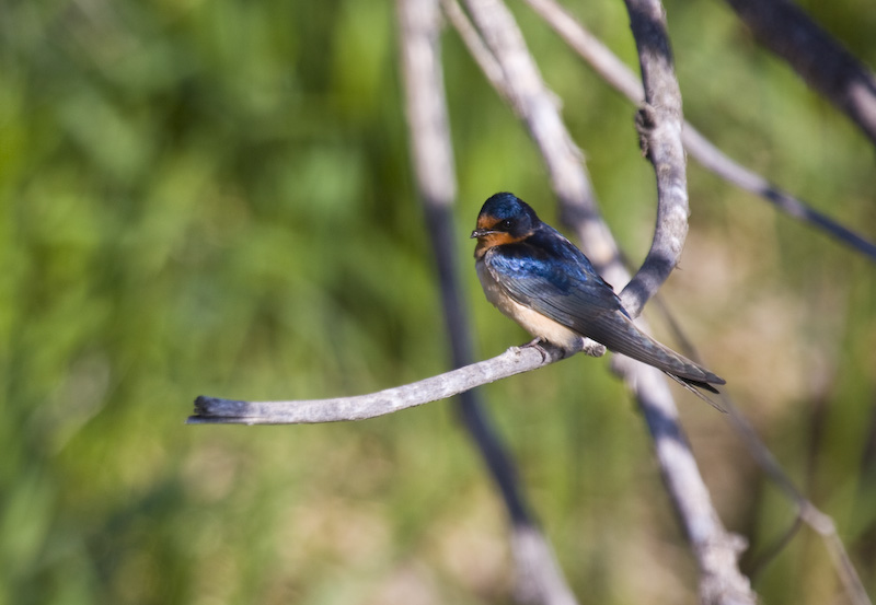 Barn Swallow